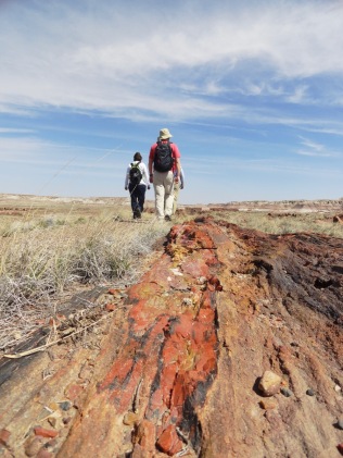 Our second national park of the trip was Petrified Forest. The varying colors in the rock logs are created by different minerals.