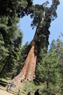 General Grant giant sequoia in Kings Canyon, the 3rd-largest tree by volume in the world. (267 feet tall)