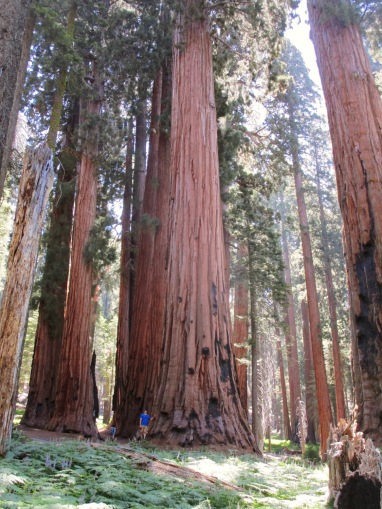 Sequoia photos need humans in them for scale.