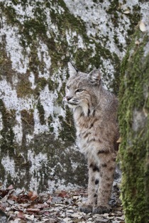 This bobcat along the Mirror Lake Trail didn't seem concerned by our presence at all.