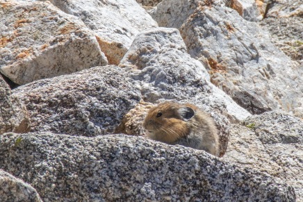A pika joined us for lunch along the shore of Sawtooth Lake.